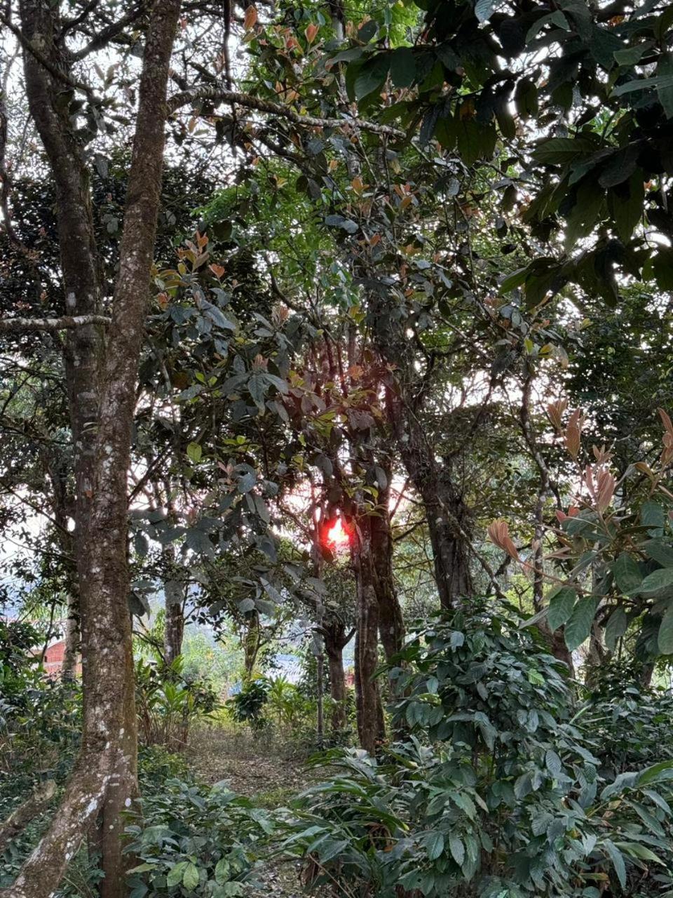 Shrenya Orchidz-Coorg Nature Stay Madikeri Bagian luar foto